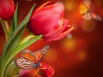 Butterflies and Red Tulips