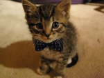 Cute Kitten