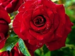 Red Rose Blossom