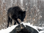 Black Wolf
