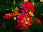 Multiple Color Flowers