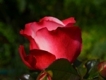 Red Rose Blossom