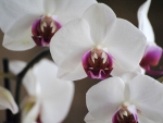 White orchid