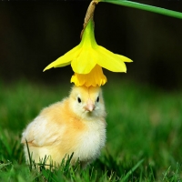 A chick with a fancy hat
