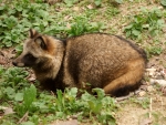 Raccoon dog