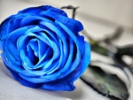 Blue rose