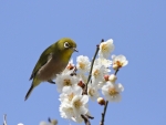 Spring Bird