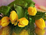 Yellow Wet Tulips