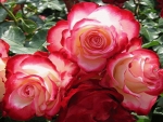 Hybrid Tea Roses