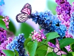 Flowers and Butterfly