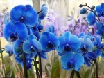 Blue Orchids!