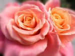 Pink Roses!