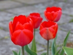 Red Tulips