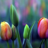 Breezy of Tulips