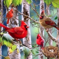 Cardinals Family