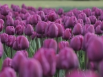 Purple Tulips!