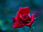 Red Rose Bloom