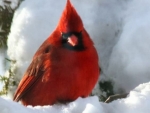 Male Cardinal
