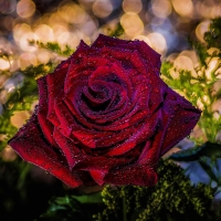 Dark red rose