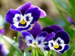 PANSIES!