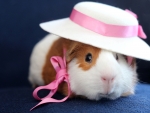 Fency Guinea Pig