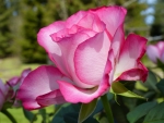 Pink Rose