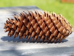 Pine-Cone