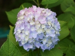 Hydrangea