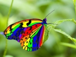 Rainbow Butterfly