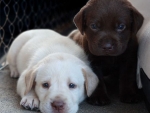 White and Chocolate Puppies