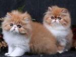 Orange & White Persian Kittens