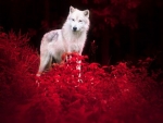 White Wolf at Night