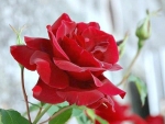 Red Rose Bloom