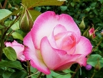 Hybrid Tea Rose