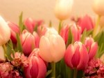 Pretty Tulips