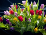 Bouquet of Spring Tulips