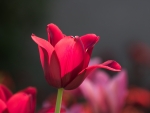 Tulip