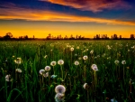 Dandelion field at sunset