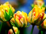 Colorful tulips