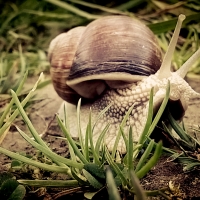 Polish Snail