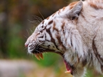 yawning white tiger