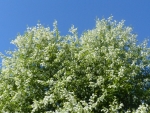Bird Cherry