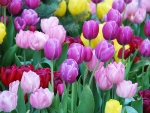 Besutiful tulips