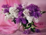 Purple and white flowers