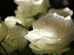 White Roses