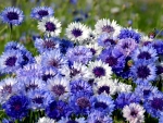 Cornflowers