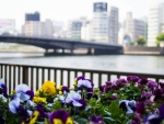 The Sumida River