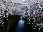 Cherry Blossoms