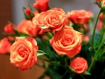 Bouquet of orange roses