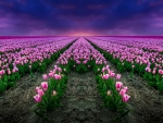 Tulips field